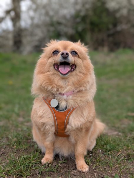 Poppy